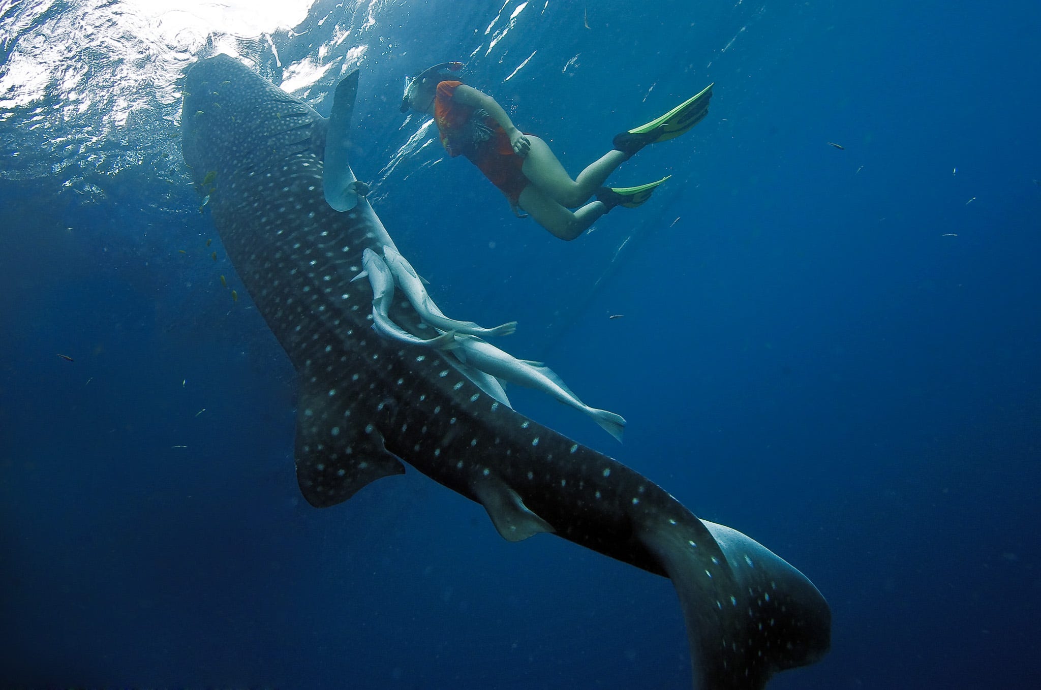 Diving in the Maldives